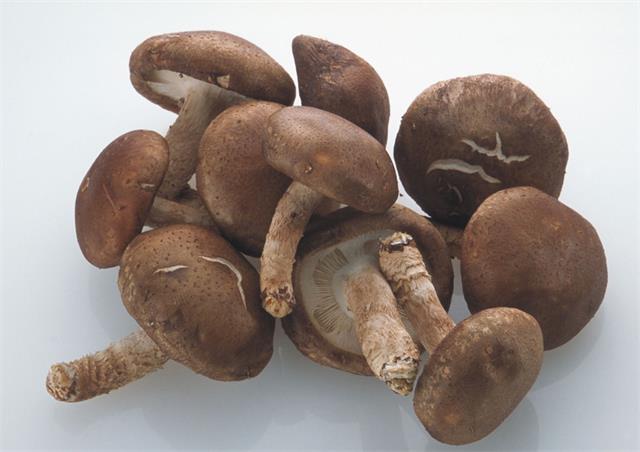 关于香菇的相关知识