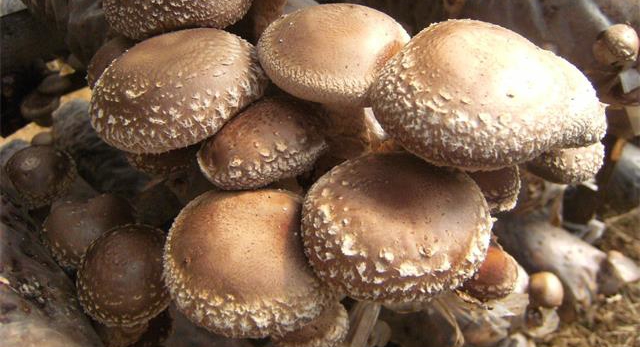 这样采摘香菇能让你收入翻倍