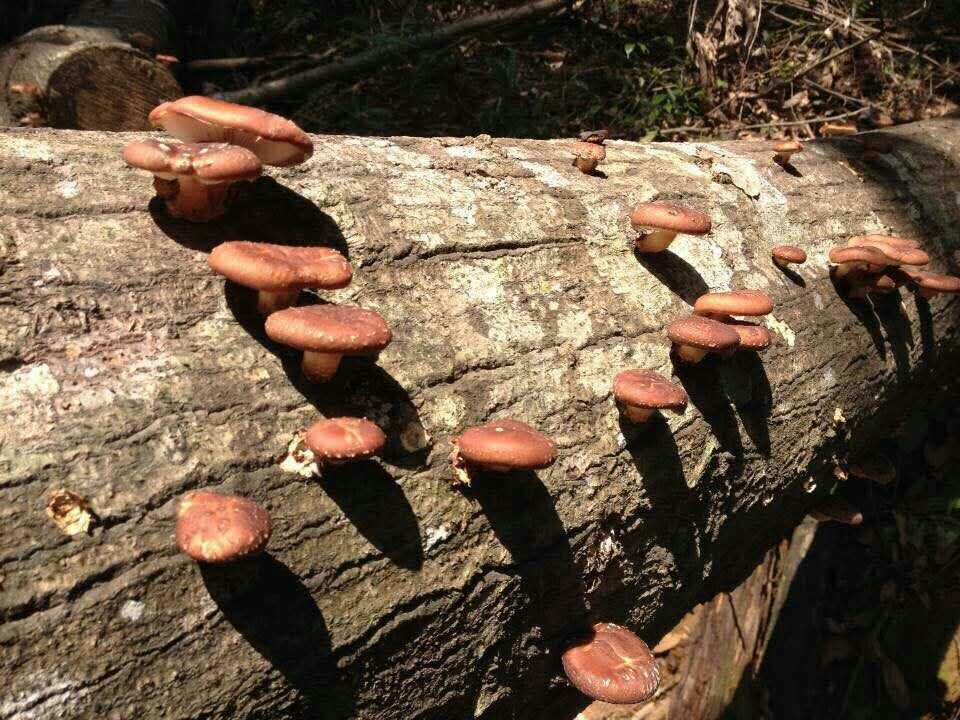 上海张先生