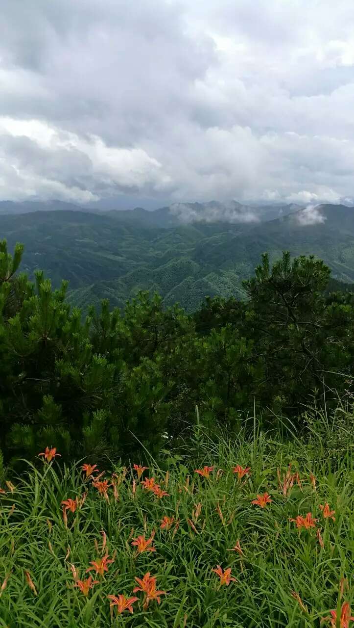 香菇爷爷扩大种植面积、与湖北荆州签署5万亩森林面积
