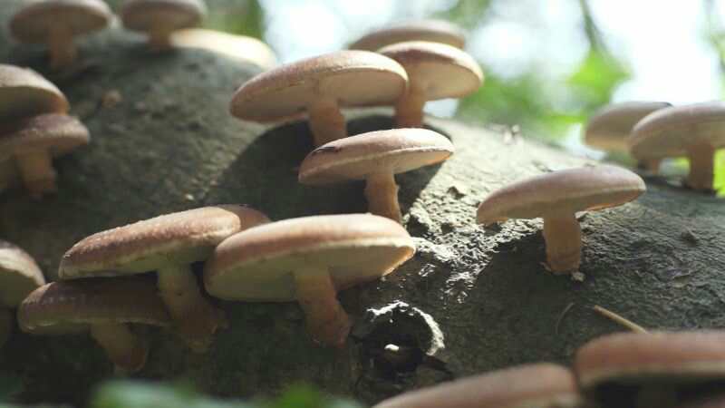 丽水特产砍花香菇
