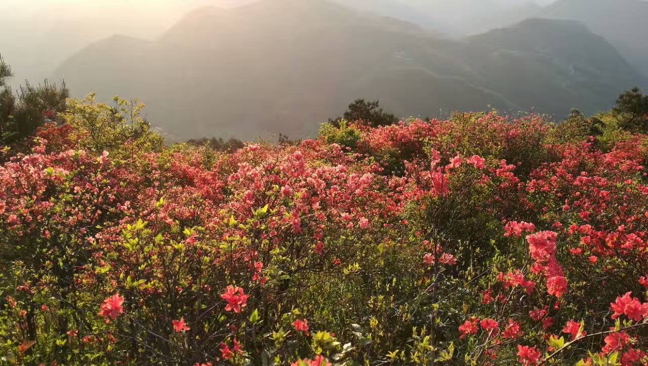 高档礼品香菇
