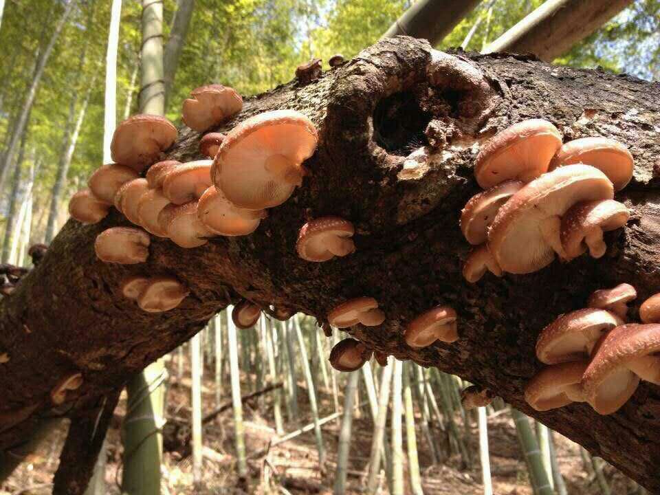 珍传砍花法香菇