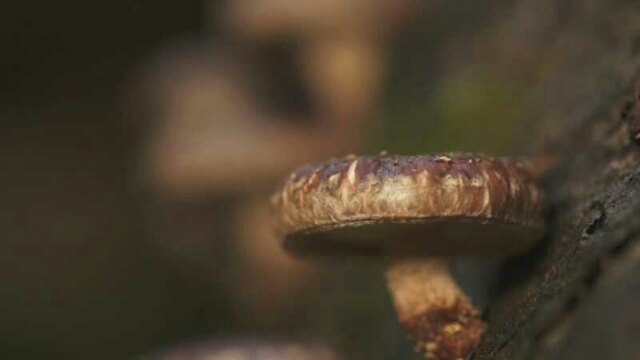 庆元砍花香菇